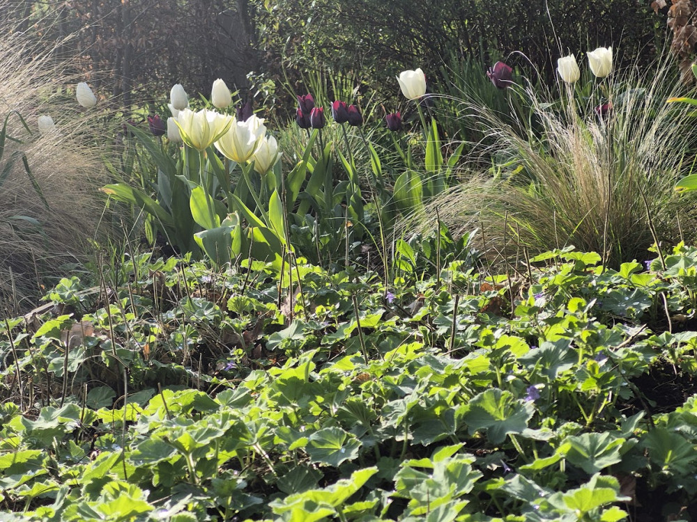 caroline dekker 20250418 180823